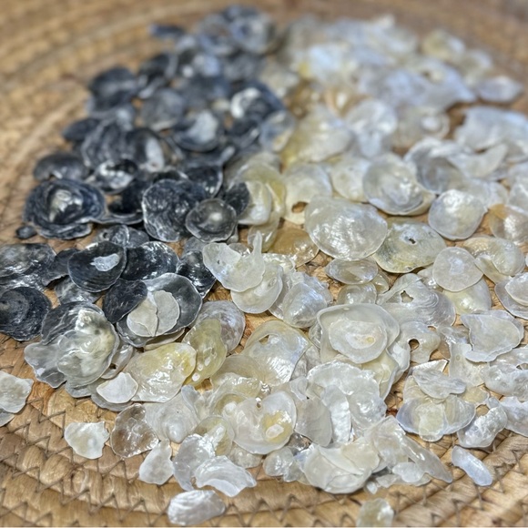 REAL HAND PICKED FLORIDA JINGLE SHELLS SEASHELLS DIY CRAFTING CRAFTS MIXED LOT - Picture 15 of 16